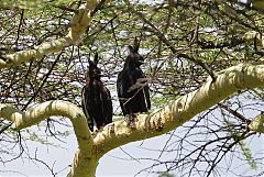 Long-crested Eagle